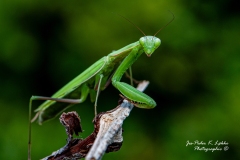 Green-Mantis-Religiosa-4-antagelser