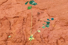 39_Le-Sentier-des-Ocres-Roussillon_F-005180